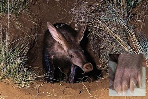 Aardvark Facts - Animal Facts Encyclopedia