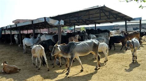 Maharashtra government to spend Rs 34 crore for cow shelters | India ...