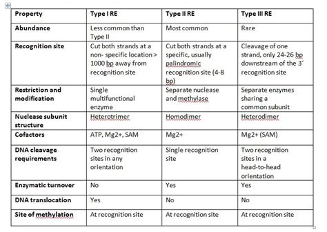 Restriction Enzymes: Types & Examples – StudiousGuy