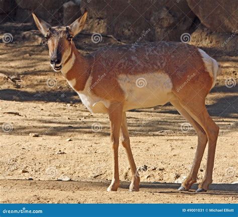 Pronghorn Stock Photo - Image: 49001031