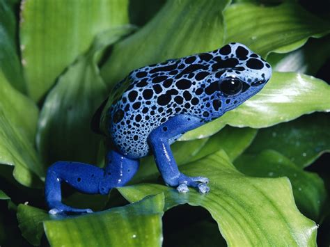 Poison Dart Frog