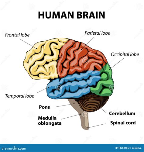 Human Brain Anatomy Stock Vector - Image: 44353466