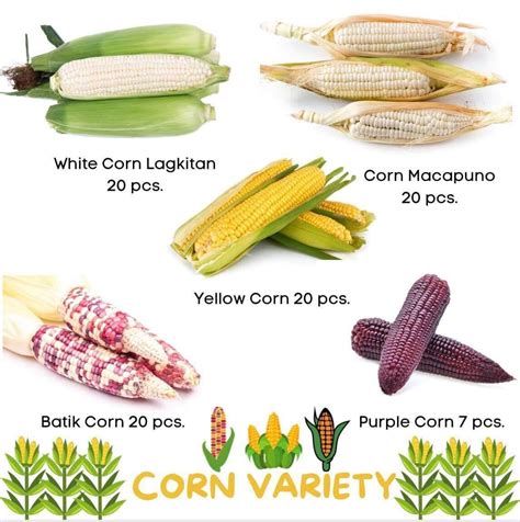 corn variety quality seeds for planting outdoor garden plant | Lazada PH