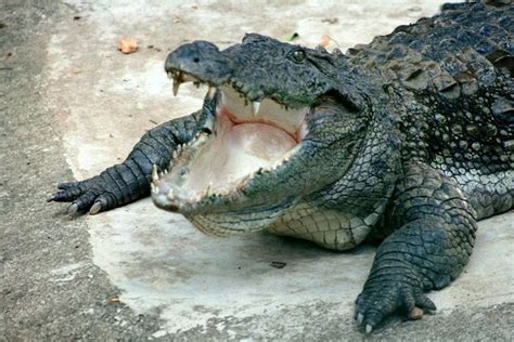 Mugger crocodile - Alchetron, The Free Social Encyclopedia