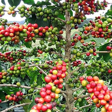 Organic Arabica Coffee Plant Seeds - Etsy