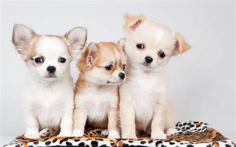 Cute Dogs And Puppies Wallpapers For Mobile - Wallpaper Cave