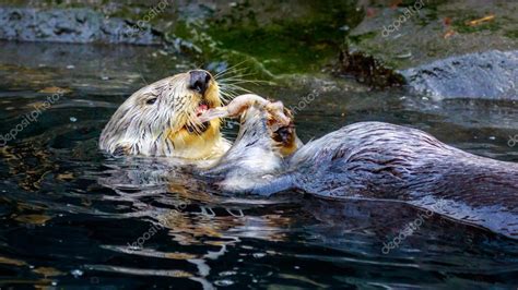 Sea Otter Feeding — Stock Photo © pngstudio #96389954