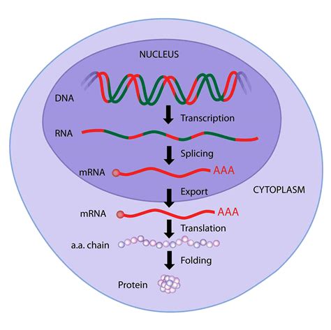 Protein Synthesis