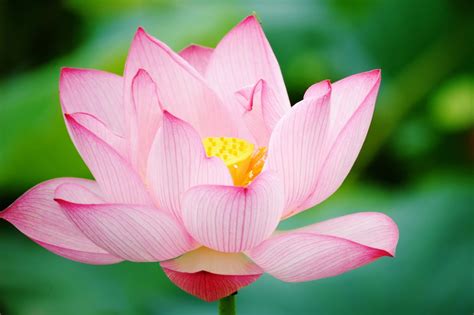 Lotus Flower HD wallpapers | HD Wallpapers (High Definition) | Free ...