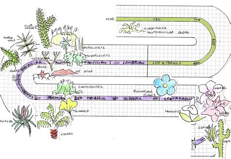 Timeline of Earth and Plant Evolution | Tentative Plant Scientist