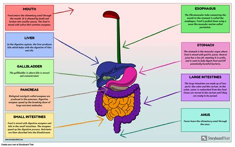 Digestive System Steps For Kids