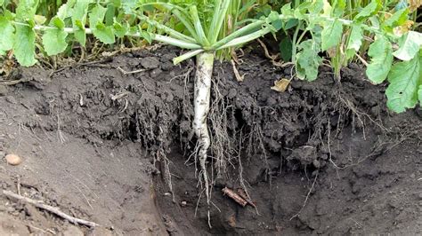 Tillage Radish Cover Crop - YouTube