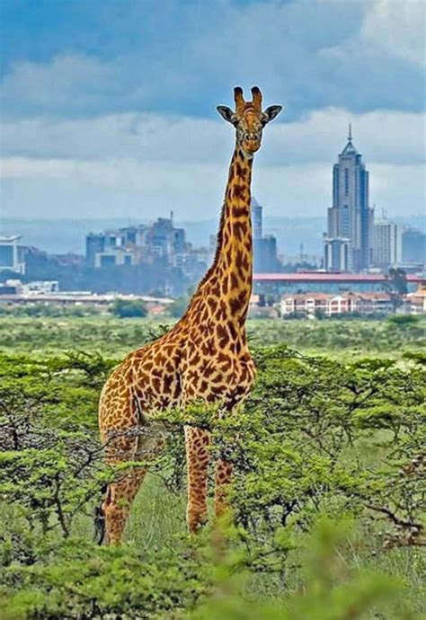 Nairobi National Park