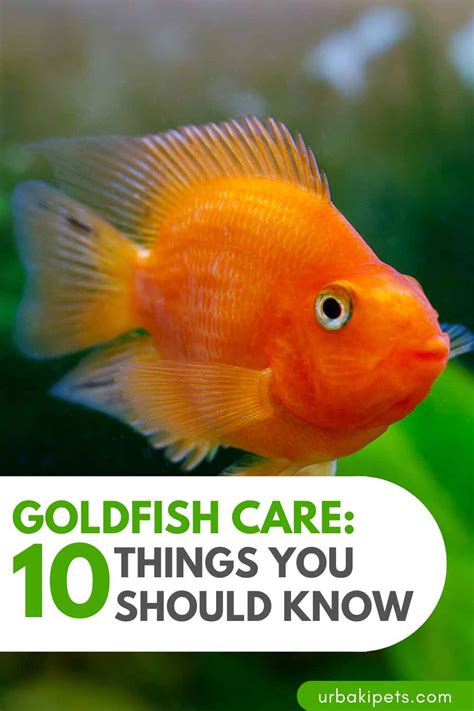 Goldfish Care: 10 Things You Should Know – Urbaki Pets