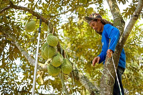 Durian Season Comes with a Hefty Price Increase This Year and Here's ...