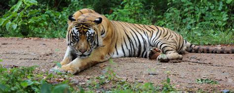 Wildlife Sanctuaries In Goa