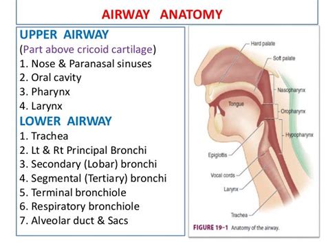 Upper Airway Anatomy - Anatomy Book