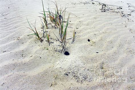 Atlantic Ghost Crab Burrows by Catherine Sherman | Catherine, Ghost ...