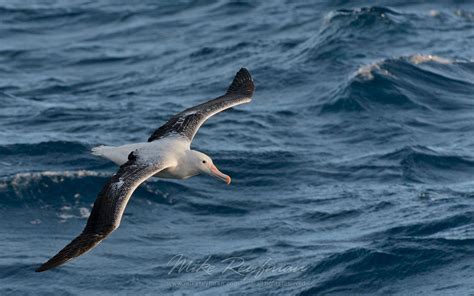 Wandering Albatross (Diomedea exulans) in flight… South Georgia ...