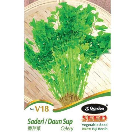 JC Garden V18 Vegetable Seed Celery / Saderi Daun Sup Biji Benih Sayur ...