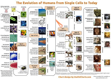 Evolution of life from single celled organisms - part 1 - My Health Zest