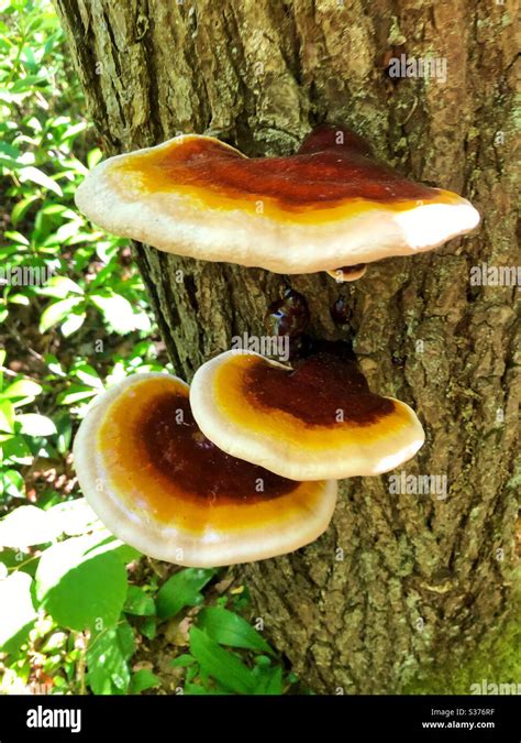 Polypore mushroom hi-res stock photography and images - Alamy