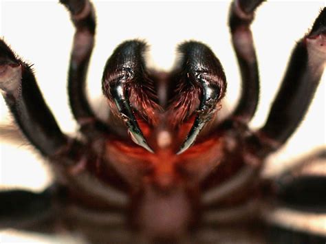 Deadly spider venom could stop stroke brain damage, doctors say | The ...