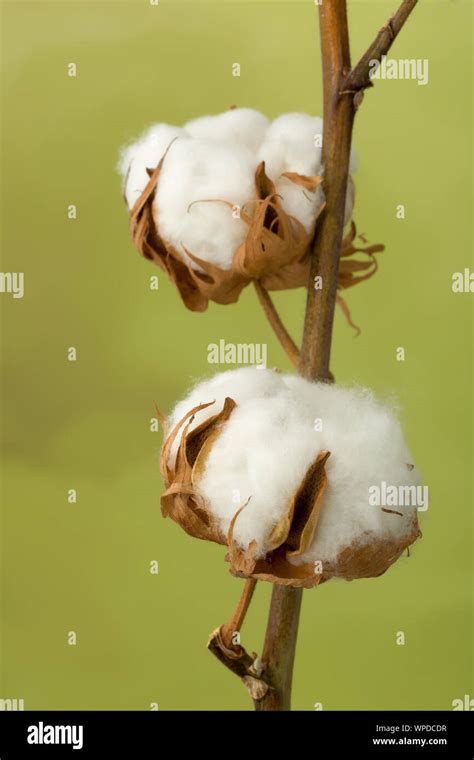 Raw cotton hi-res stock photography and images - Alamy