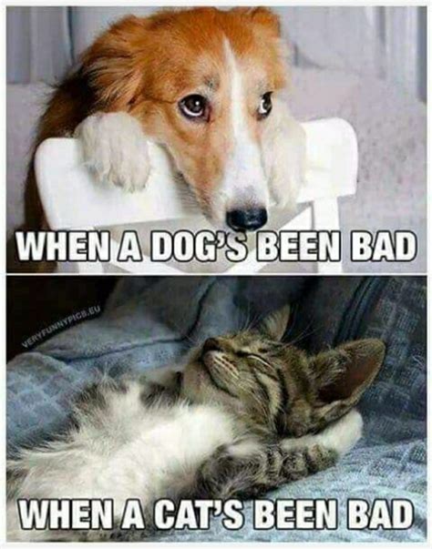 Dog and cat - Meme by Greatest :) Memedroid