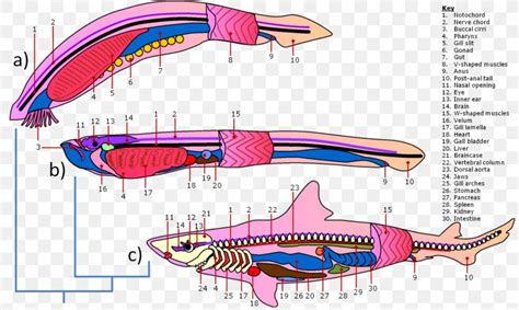 Hagfish Anatomy