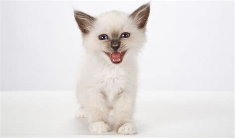 Birman Cat Breed Information - Vetstreet | Vetstreet