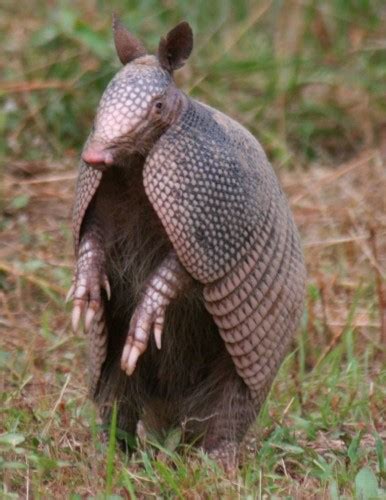 Blue Ghost Post: Armadillo Skills