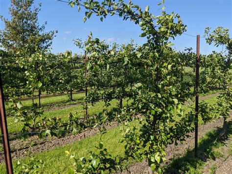 A look through the orchard and the fruit that’s hopefully set.