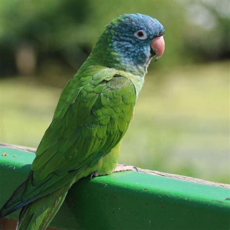 Blue-Crowned Conure Facts, As Pets, Behavior, Diet, Pictures | Singing ...