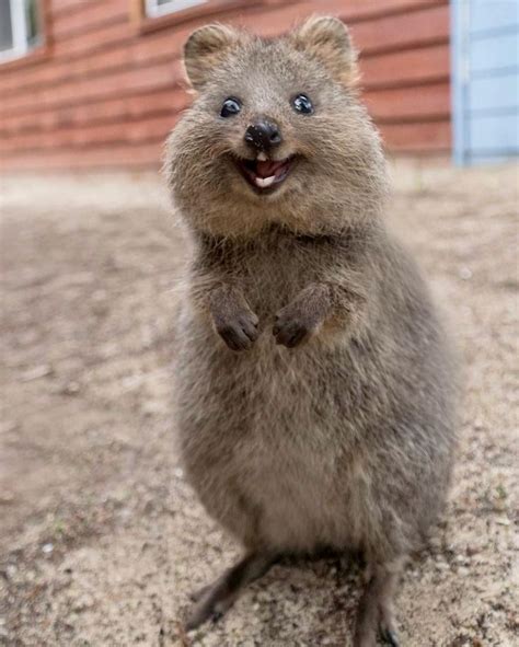 Suzana Paravac on Instagram: “This Quokka wants you to be happy. Look ...