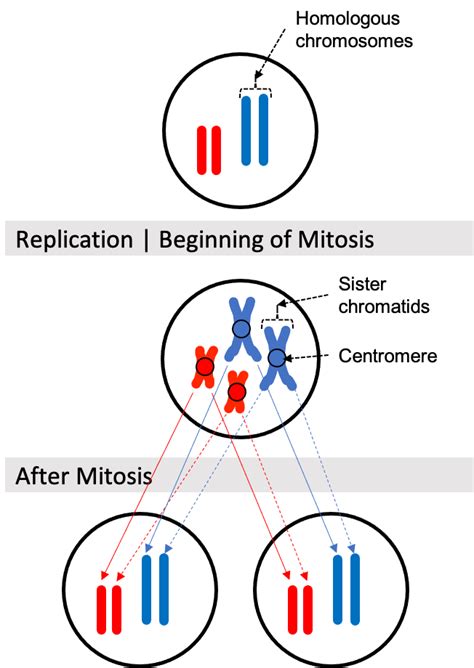 The Cell Cycle – Introductory Biology: Evolutionary and Ecological ...