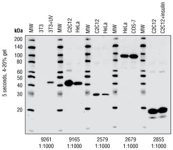 Effects of changes to Western Blot Protocols | Cell Signaling Technology