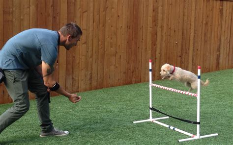 Dog Training - Brandon McMillan's Canine Minded