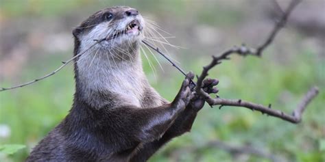 Asian small-clawed otter | Smithsonian's National Zoo and Conservation ...