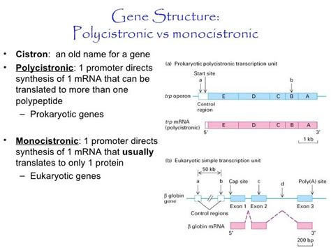 Polycistronic gene