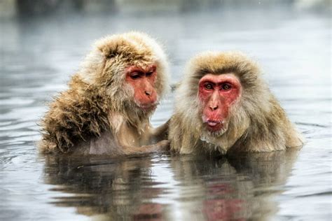 Japanese snow monkeys have learned to fish for food • Earth.com