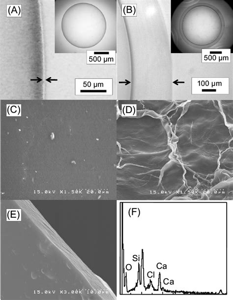 Optical images of (A) an AEA-capsule and (B) alginate microcapsules ...