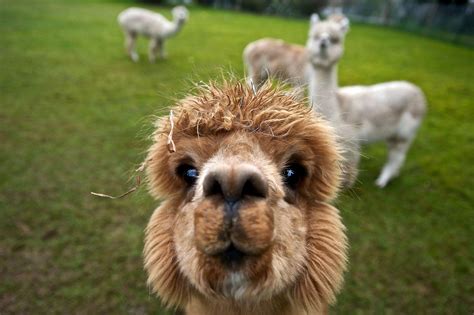 Alpaca Cool Wallpapers - Top Free Alpaca Cool Backgrounds - WallpaperAccess