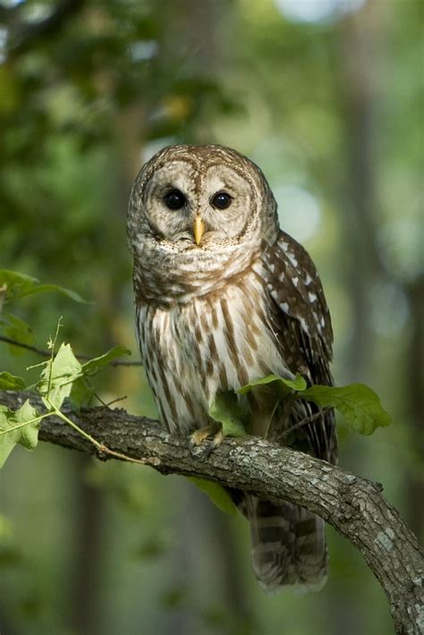 Barred Owl - Alabama Cooperative Extension System