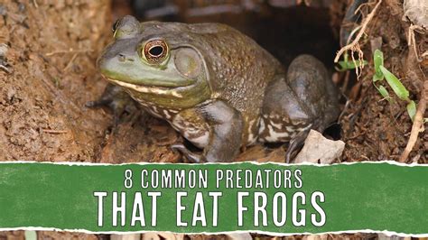 8 Predators That Eat Frogs: In-Depth Look - Pest Pointers