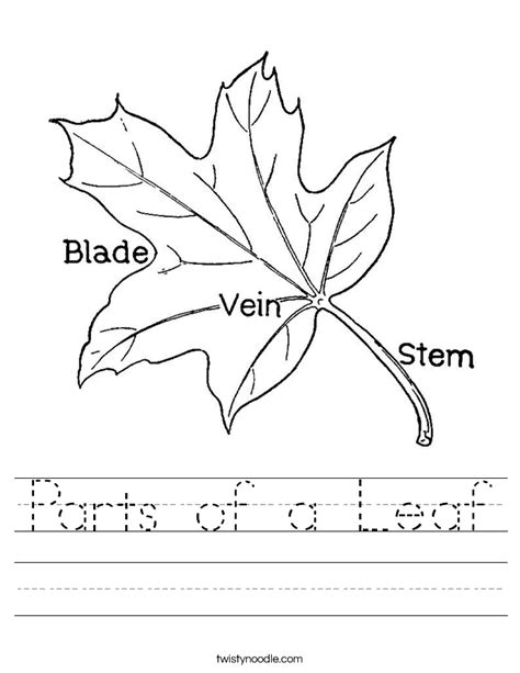 Parts of a Leaf Worksheet - Twisty Noodle