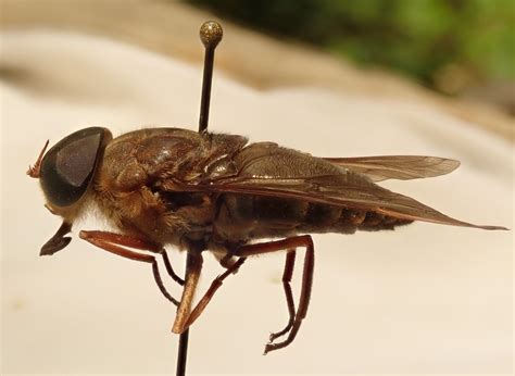 Springfield Plateau: Horse Fly Larvae