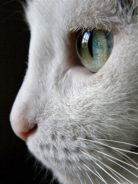 Cat Eye Reflection | For the love of animals | Pinterest