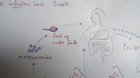 FASCIOLA HEPATICA || LIVER FLUKE || STRUCTURE || LIFE CYCLE || SYMPTOMS ...