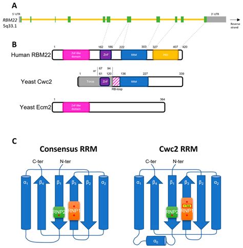 Brief scheme of pre-mRNA splicing. U1 and U2-snRNAs first recognize ...